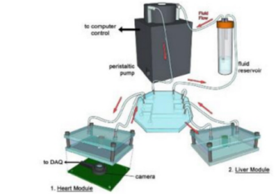 3D生物打印 细胞技术研发与应用的前沿探索
