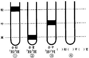 验证DNA半保留复制的实验设计与技术应用