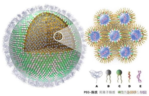 从磷脂到细胞技术 阳离子脂质体技术的研发与应用探秘