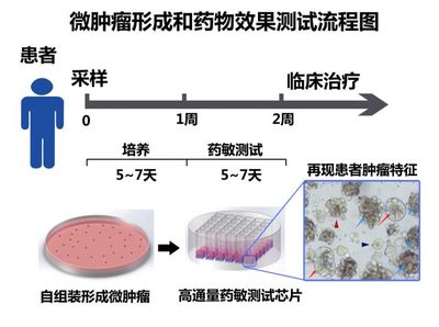 突破性微肿瘤药敏检测技术 基石生命与北大席建忠课题组的临床转化之路